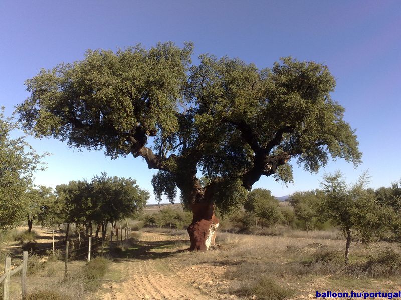 24._Big_cork.jpg
