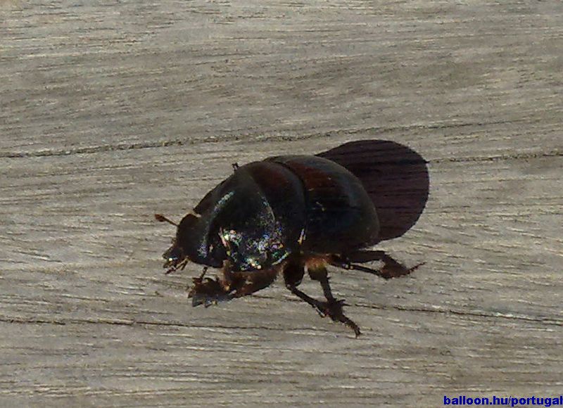 27._Scarabeus_in_Cabeço_de_Vide.jpg