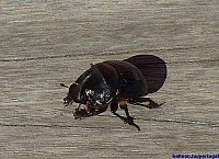 27._Scarabeus_in_Cabeço_de_Vide.jpg
